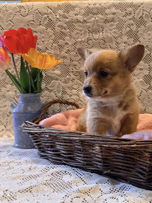 Lilac – Pembroke Welsh Corgi puppy for sale in Owen, WI