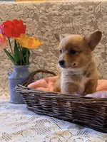 Lilac, a female Pembroke Welsh Corgi for sale in Owen, WI – 1 of 3