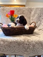 Peace, a female English Springer Spaniel for sale in Owen, WI – 2 of 3