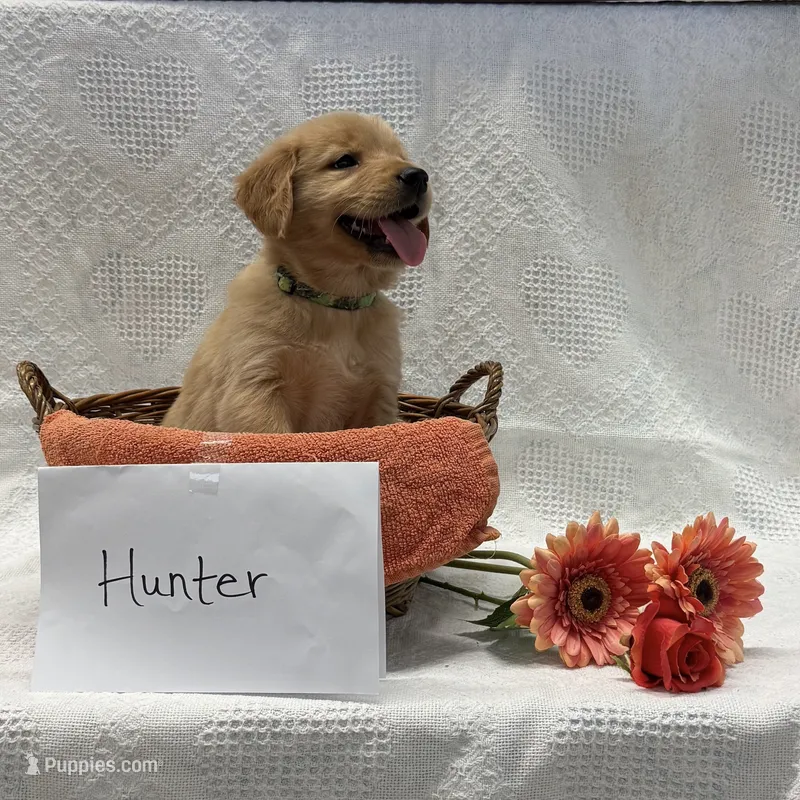 Hunter – Golden Retriever puppy for sale in Owen, WI