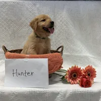 Hunter, a male Golden Retriever for sale in Owen, WI – 1 of 6
