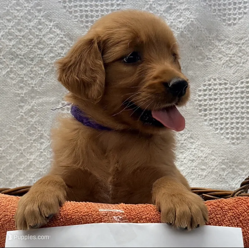 Tucker – Golden Retriever puppy for sale in Owen, WI