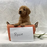 Rosie, a female Golden Retriever for sale in Owen, WI – 2 of 6