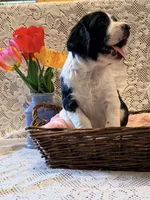 Peggy, a female English Springer Spaniel for sale in Owen, WI – 2 of 4