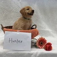 Hunter, a male Golden Retriever for sale in Owen, WI – 3 of 6