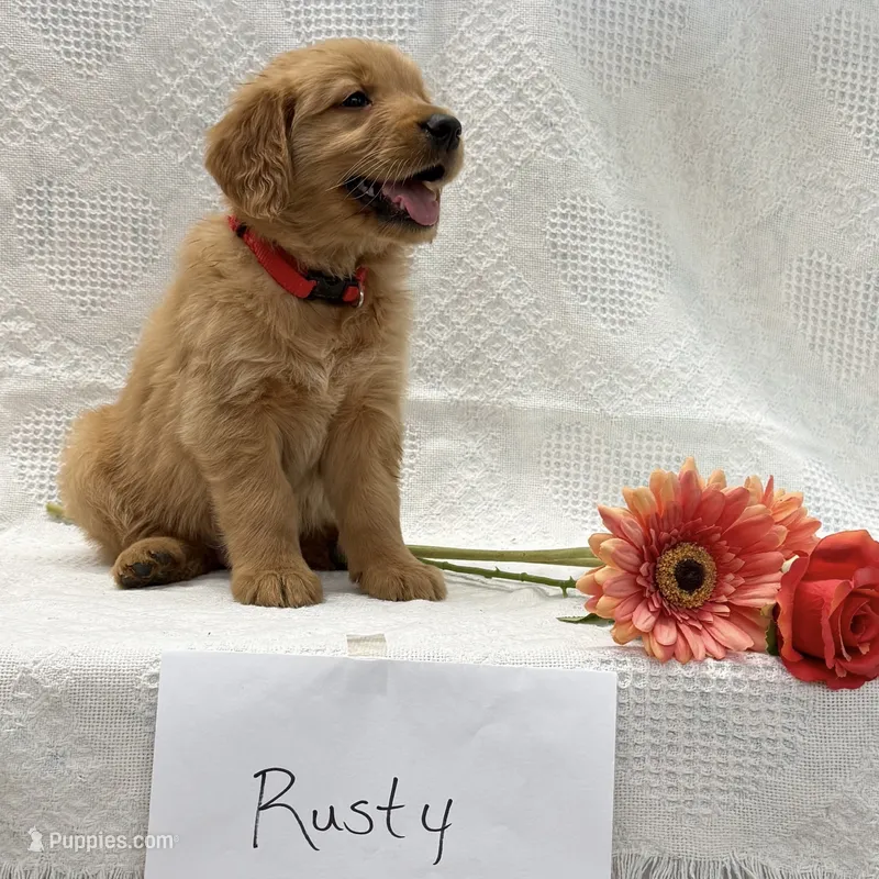 Rusty – Golden Retriever puppy for sale in Owen, WI