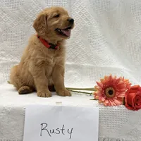Rusty, a male Golden Retriever for sale in Owen, WI – 1 of 6