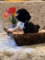 Rowdy, a male English Springer Spaniel for sale in Owen, WI – 1 of 4