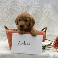 Amber, a female Golden Retriever for sale in Owen, WI – 2 of 6