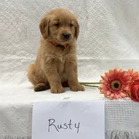 Rusty, a male Golden Retriever for sale in Owen, WI – 2 of 6