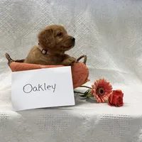 Oakley , a male Golden Retriever for sale in Owen, WI – 4 of 6