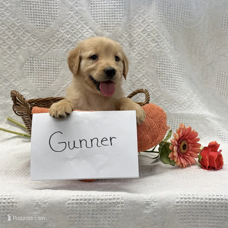 Gunner – Golden Retriever puppy for sale in Owen, WI