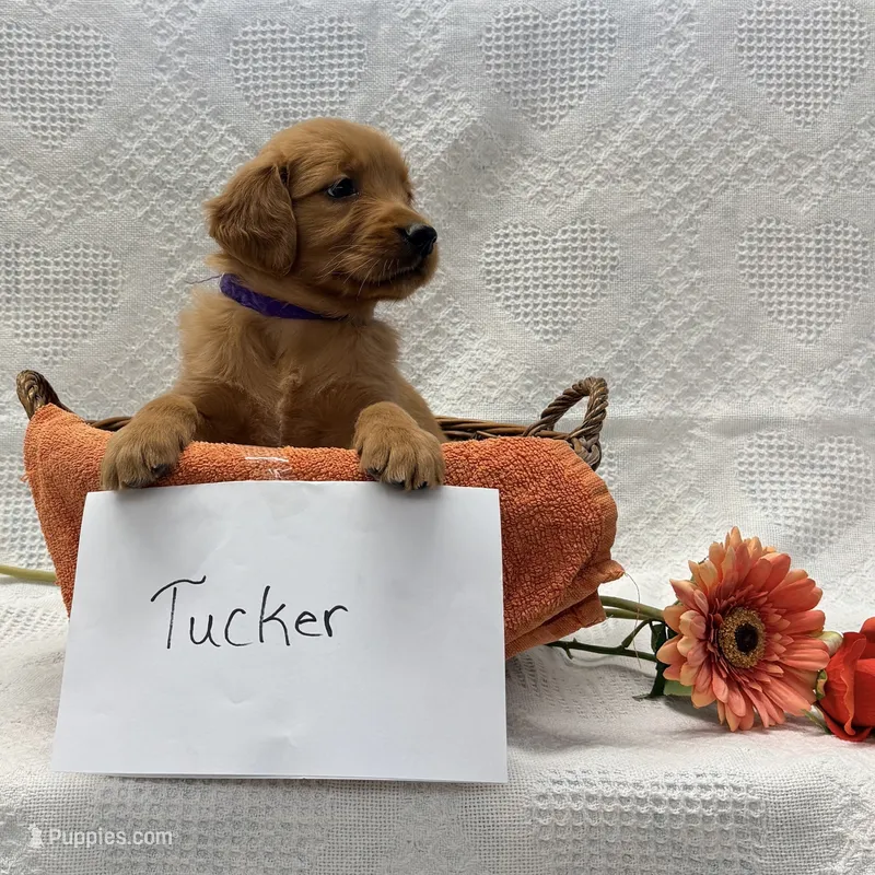 Tucker – Golden Retriever puppy for sale in Owen, WI