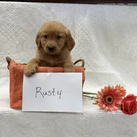 Rusty, a male Golden Retriever for sale in Owen, WI – 4 of 6