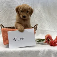 Willow, a female Golden Retriever for sale in Owen, WI – 4 of 6