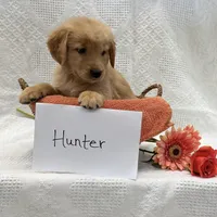 Hunter, a male Golden Retriever for sale in Owen, WI – 2 of 6
