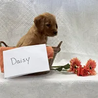 Daisy, a female Golden Retriever for sale in Owen, WI – 4 of 6