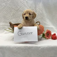 Gunner, a male Golden Retriever for sale in Owen, WI – 3 of 6