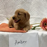 Amber, a female Golden Retriever for sale in Owen, WI – 3 of 6