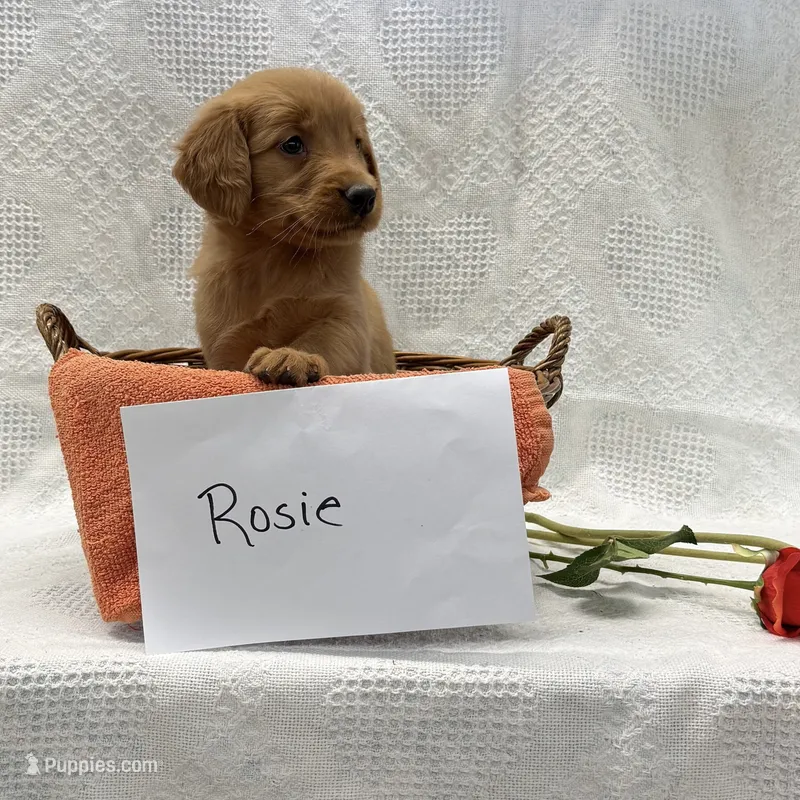Rosie – Golden Retriever puppy for sale in Owen, WI