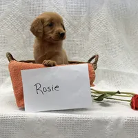 Rosie, a female Golden Retriever for sale in Owen, WI – 1 of 6