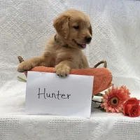 Hunter, a male Golden Retriever for sale in Owen, WI – 4 of 6