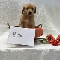 Bella , a female Golden Retriever for sale in Owen, WI – 2 of 6