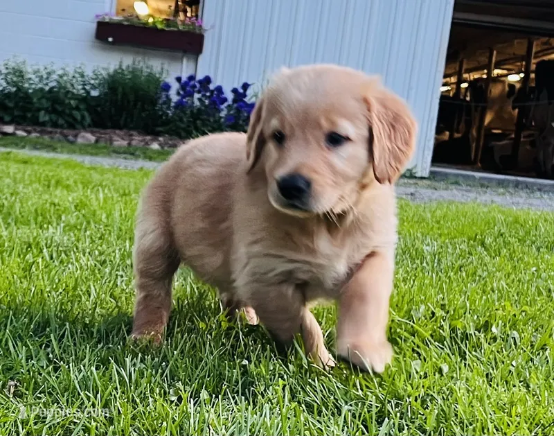 Oakley  – Golden Retriever puppy for sale in Owen, WI