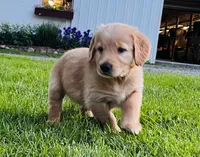 Oakley , a male Golden Retriever for sale in Owen, WI – 1 of 1