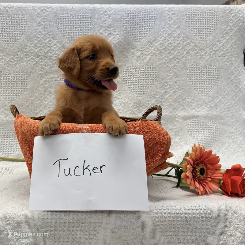 Tucker – Golden Retriever puppy for sale in Owen, WI