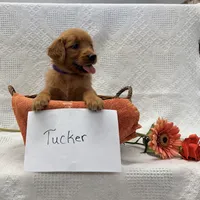 Tucker, a male Golden Retriever for sale in Owen, WI – 3 of 6