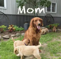 Gunner, a male Golden Retriever for sale in Owen, WI – 6 of 6
