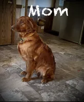 Daisy, a female Golden Retriever for sale in Owen, WI – 6 of 6