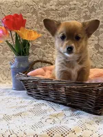Lilac, a female Pembroke Welsh Corgi for sale in Owen, WI – 2 of 3