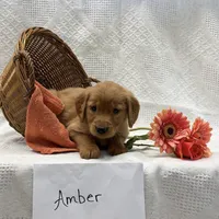 Amber, a female Golden Retriever for sale in Owen, WI – 4 of 6