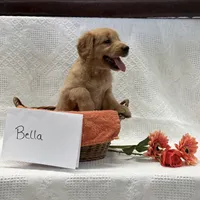 Bella , a female Golden Retriever for sale in Owen, WI – 4 of 6