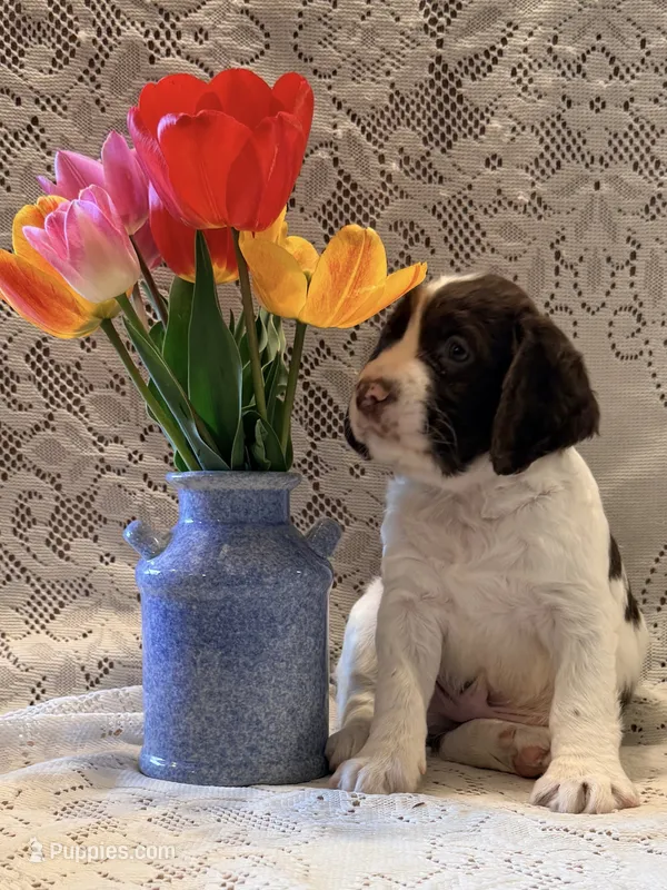 Snooby – English Springer Spaniel puppy for sale in Owen, WI