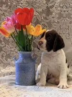 Snooby, a male English Springer Spaniel for sale in Owen, WI – 1 of 4