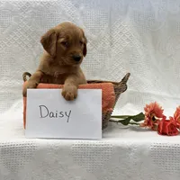 Daisy, a female Golden Retriever for sale in Owen, WI – 3 of 6