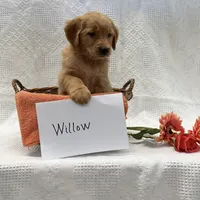 Willow, a female Golden Retriever for sale in Owen, WI – 2 of 6