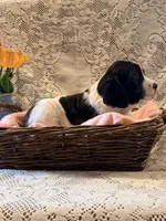 Peggy, a female English Springer Spaniel for sale in Owen, WI – 3 of 4