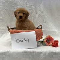 Oakley , a male Golden Retriever for sale in Owen, WI – 1 of 6