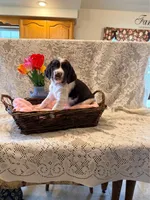 Peace, a female English Springer Spaniel for sale in Owen, WI – 3 of 3