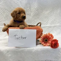Tucker, a male Golden Retriever for sale in Owen, WI – 2 of 6
