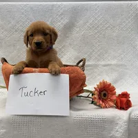 Tucker, a male Golden Retriever for sale in Owen, WI – 4 of 6