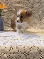 Happy, a male Pembroke Welsh Corgi for sale in Owen, WI – 2 of 3