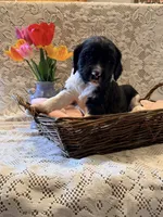Rowdy, a male English Springer Spaniel for sale in Owen, WI – 3 of 4