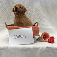 Oakley , a male Golden Retriever for sale in Owen, WI – 2 of 6