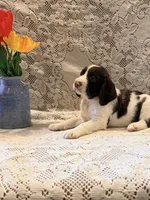 Snooby, a male English Springer Spaniel for sale in Owen, WI – 3 of 4