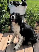Peggy, a female English Springer Spaniel for sale in Owen, WI – 4 of 4